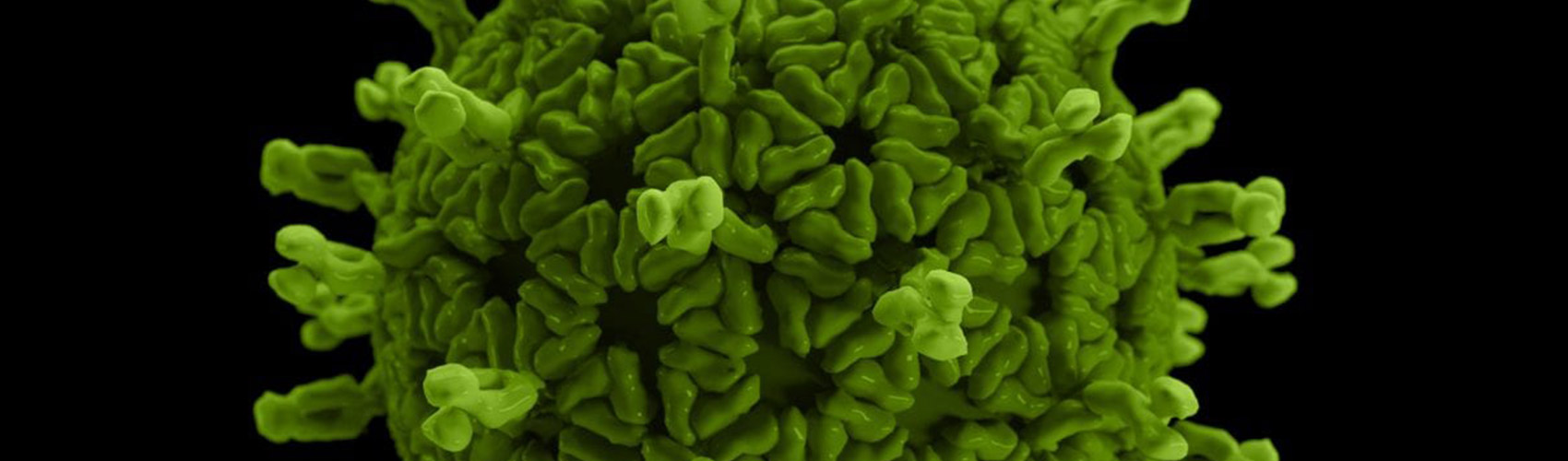A closeup image of the coronavirus COVID-19